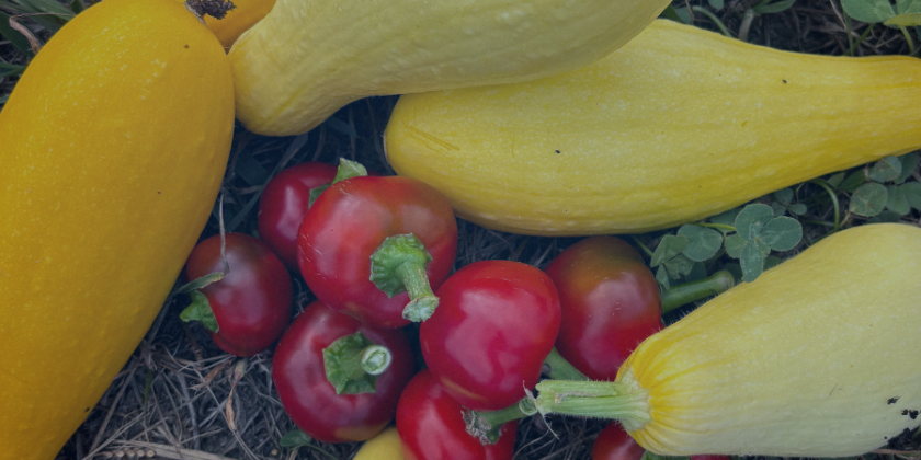 Cultivating Innovation